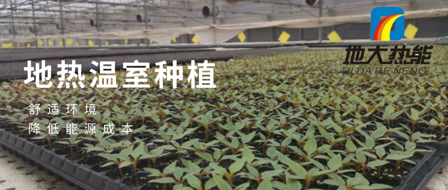 發(fā)揮地?zé)豳Y源優(yōu)勢(shì)，地?zé)徂r(nóng)業(yè)實(shí)現(xiàn)花卉產(chǎn)業(yè)特色發(fā)展 | 地大熱能 地?zé)岱?wù)全球